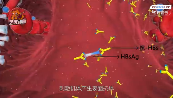 HBV免疫細(xì)胞醫(yī)學(xué)醫(yī)療動(dòng)畫